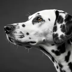 Dalmatien - Photo 11