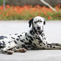 Dalmatien - Photo 12