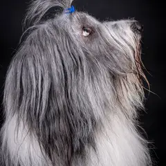 Collie barbudo - Foto 10