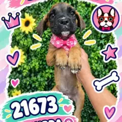 Libra Cachorros