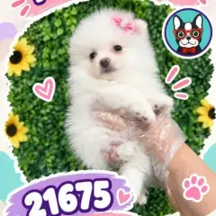 Libra Cachorros