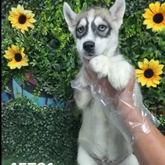 Libra Cachorros