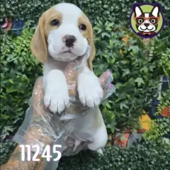 Libra Cachorros
