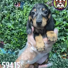 Libra Cachorros
