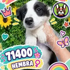 Libra Cachorros