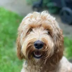 Cockapoo - Photo 2