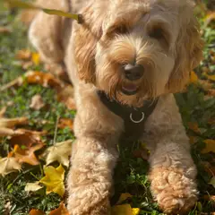 Cockapoo - Photo 3