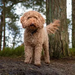 Cockapoo - Photo 4