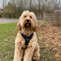 Cockapoo - Photo 5