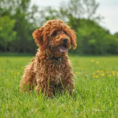 Cockapoo - Photo 6
