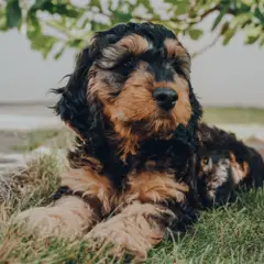 Cockapoo - Photo 7