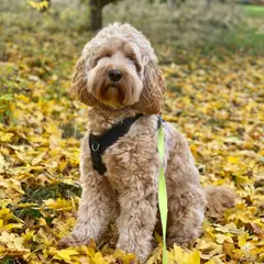 Cockapoo - Photo 8