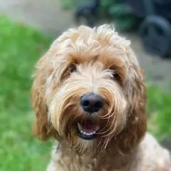 Cockapoo - Photo 9
