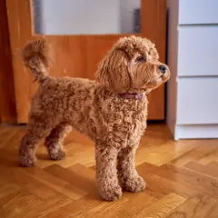 Cockapoo - Photo 10