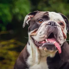 Olde English Bulldogge - Foto 2