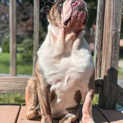 Olde English Bulldogge - Foto 3