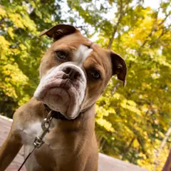 Olde English Bulldogge - Foto 4