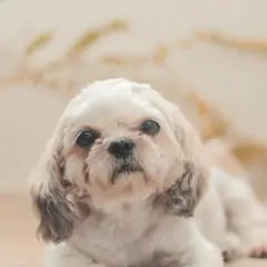 Shih-poo - Foto 2