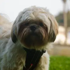 Shih-poo - Foto 3