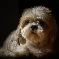Shih-poo - Foto 4