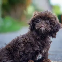 Shih-poo - Foto 5