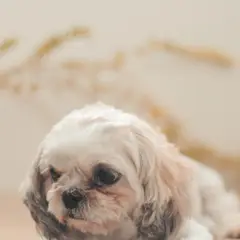 Shih-poo - Foto 6