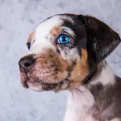  Catahoula - Photo 2