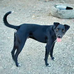 Terrier de Patterdale - Foto 2