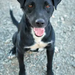 Terrier de Patterdale - Foto 3