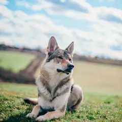 Tamaskan - Foto 2