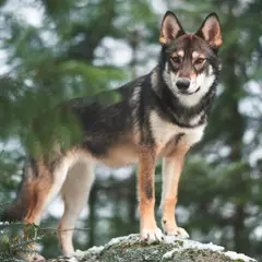 Tamaskan - Foto 3