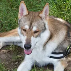 Tamaskan - Foto 4