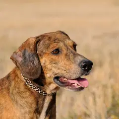 Segugio maremmano - Foto 4