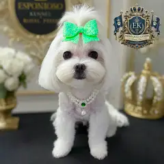 ESPONJOSO KENNEL - ROYAL PUPS