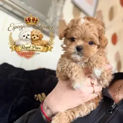 ESPONJOSO KENNEL - ROYAL PUPS