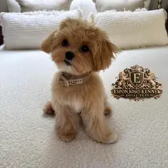 ESPONJOSO KENNEL - ROYAL PUPS