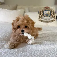 ESPONJOSO KENNEL - ROYAL PUPS