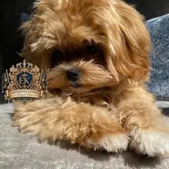 ESPONJOSO KENNEL - ROYAL PUPS
