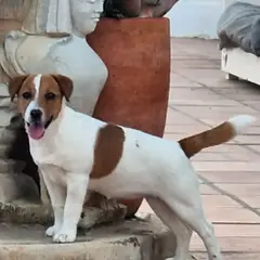 Javer-keleb Labrador retriever y Jack Russell Terrier