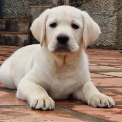 Javer-keleb Labrador retriever y Jack Russell Terrier