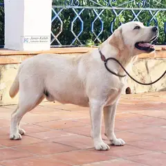 Javer-keleb Labrador retriever y Jack Russell Terrier
