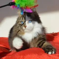 Chatterie de Nice