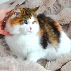 Chatterie de Nice