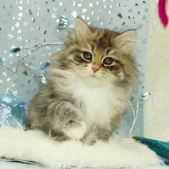 Chatterie de Nice