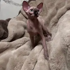 Canadian Sphynx Azurit