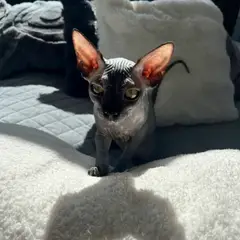 Canadian Sphynx Azurit