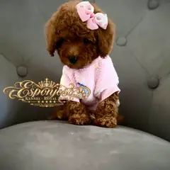 ESPONJOSO KENNEL - ROYAL PUPS