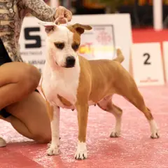 Old Hickory - American Staffordshire Kennel