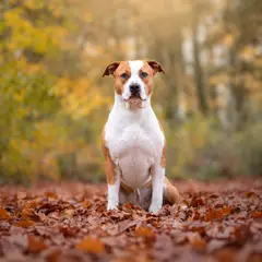 Old Hickory - American Staffordshire Kennel