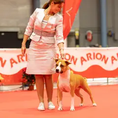 Old Hickory - American Staffordshire Kennel